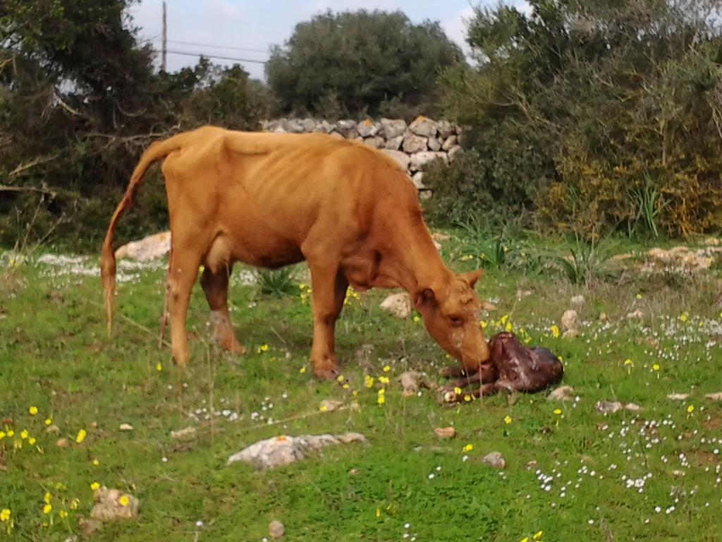 Es Barranco Vendégház Ferreries Kültér fotó